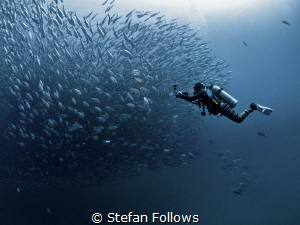 Lights, Camera, Action ... !

Big Eye Travely - Caranx ... by Stefan Follows 